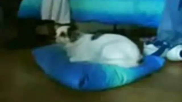 Gái sex nhật hay Vol ...